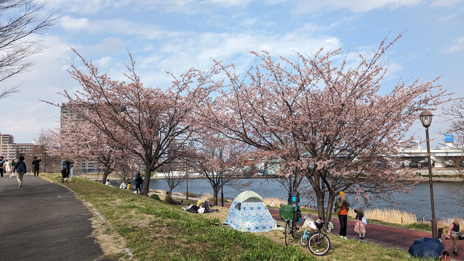 汐入公園の大寒桜とミモザを見に行った