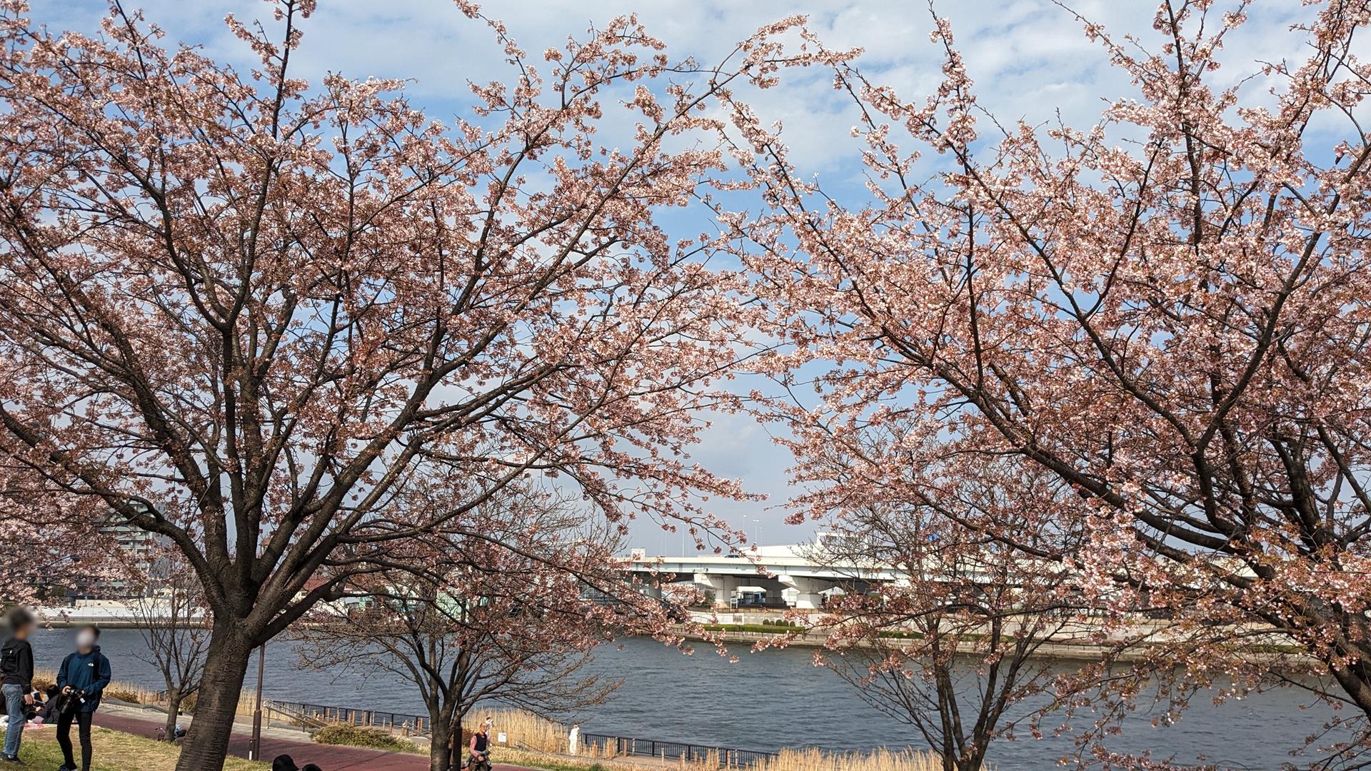 汐入公園の大寒桜とミモザを見に行った