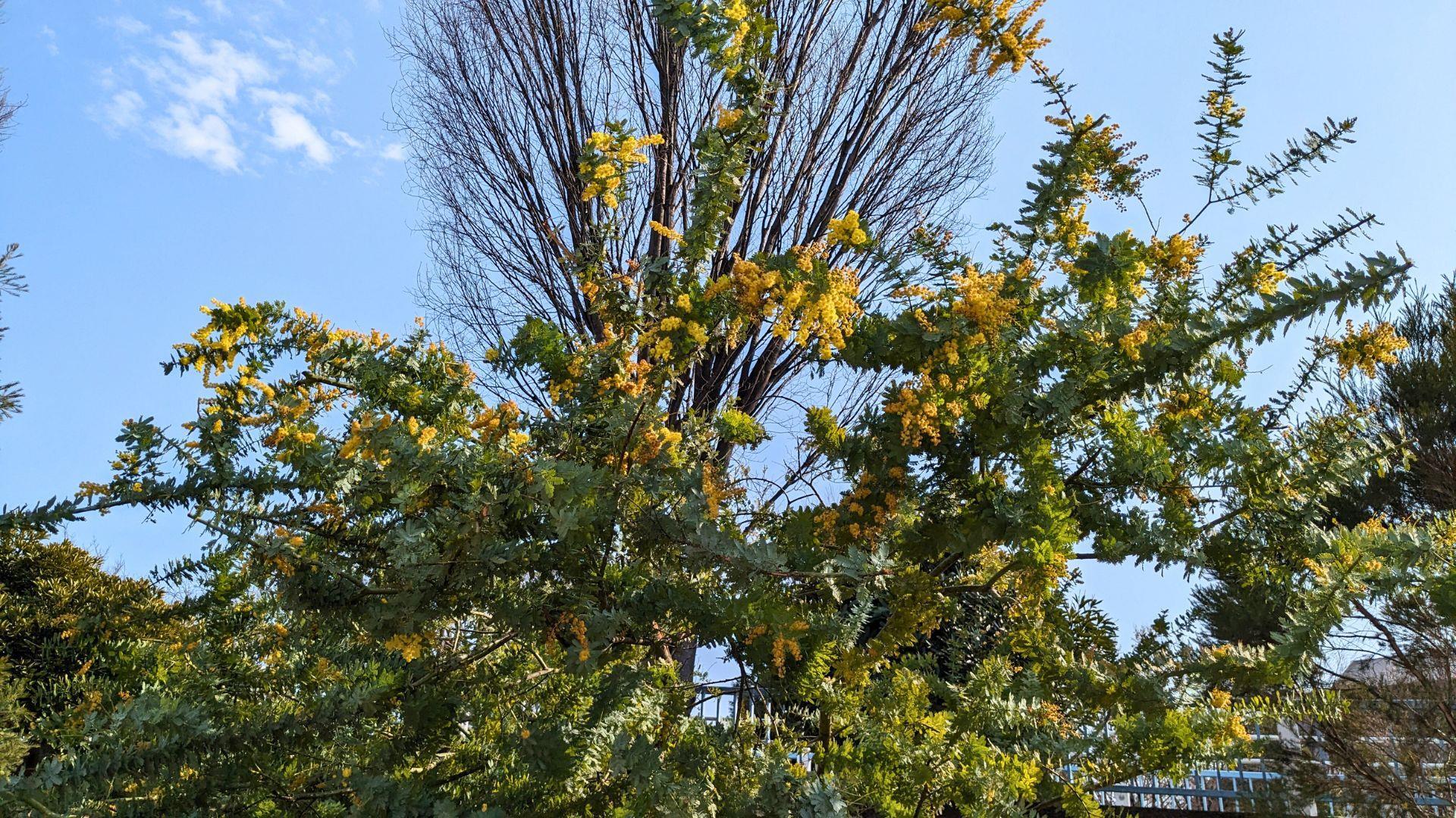 汐入公園の大寒桜とミモザを見に行った