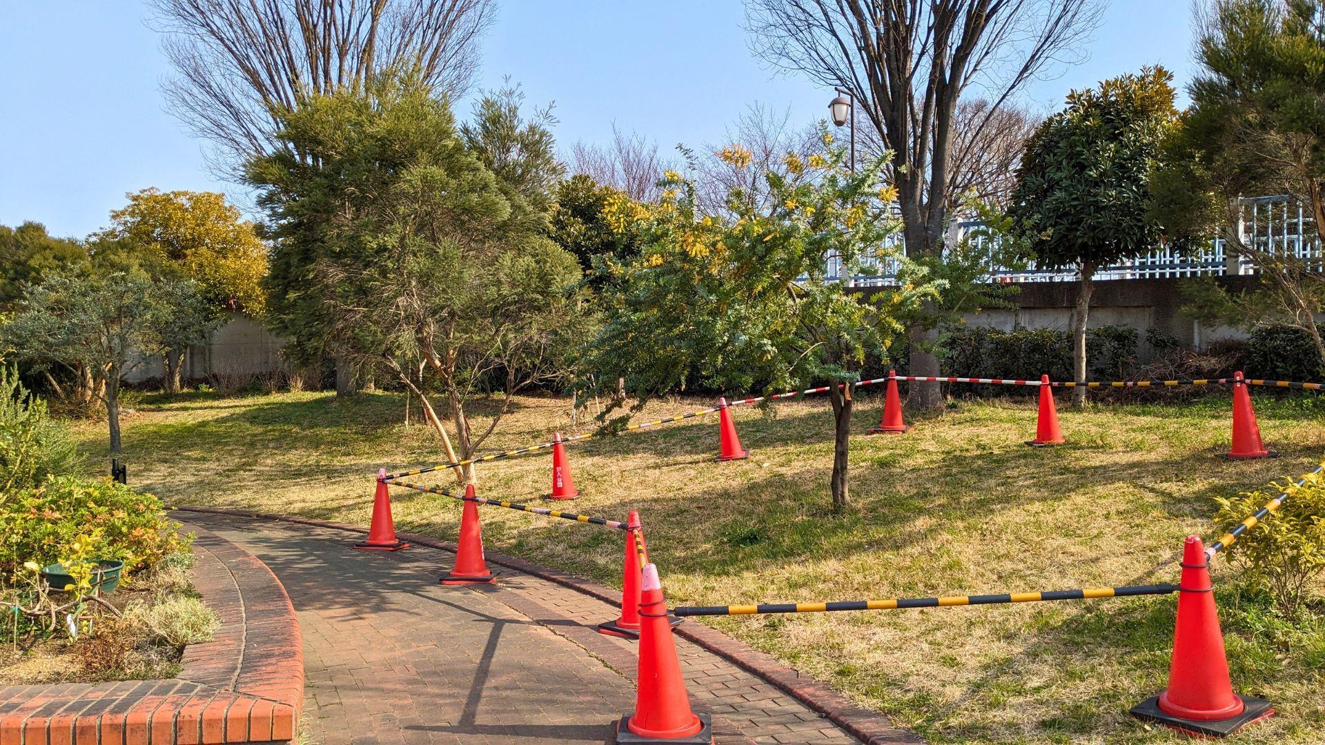 汐入公園の大寒桜とミモザを見に行った