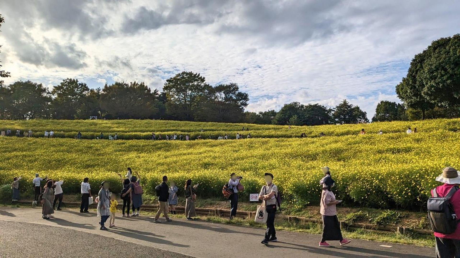 国営昭和記念公園のキバナコスモスを見頃報道から1週間後に行ってみた
