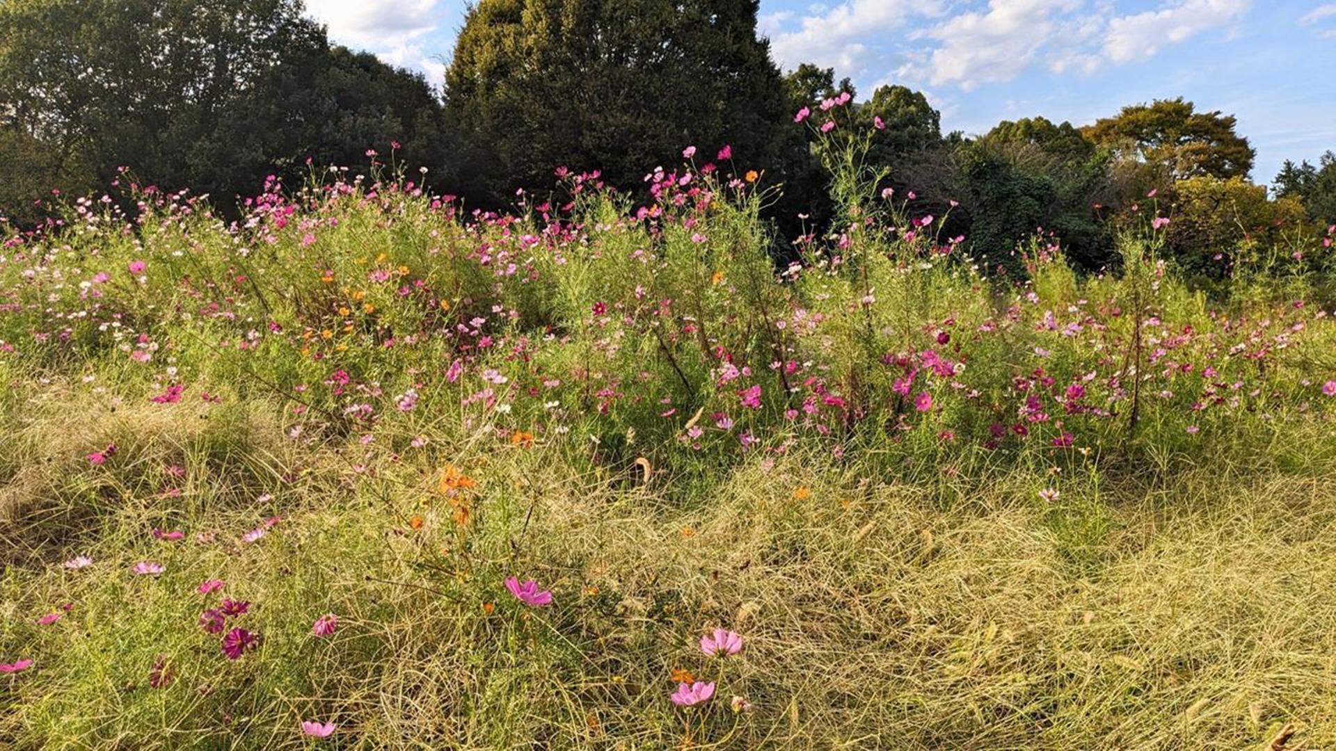 国営昭和記念公園のキバナコスモスを見頃報道から1週間後に行ってみた