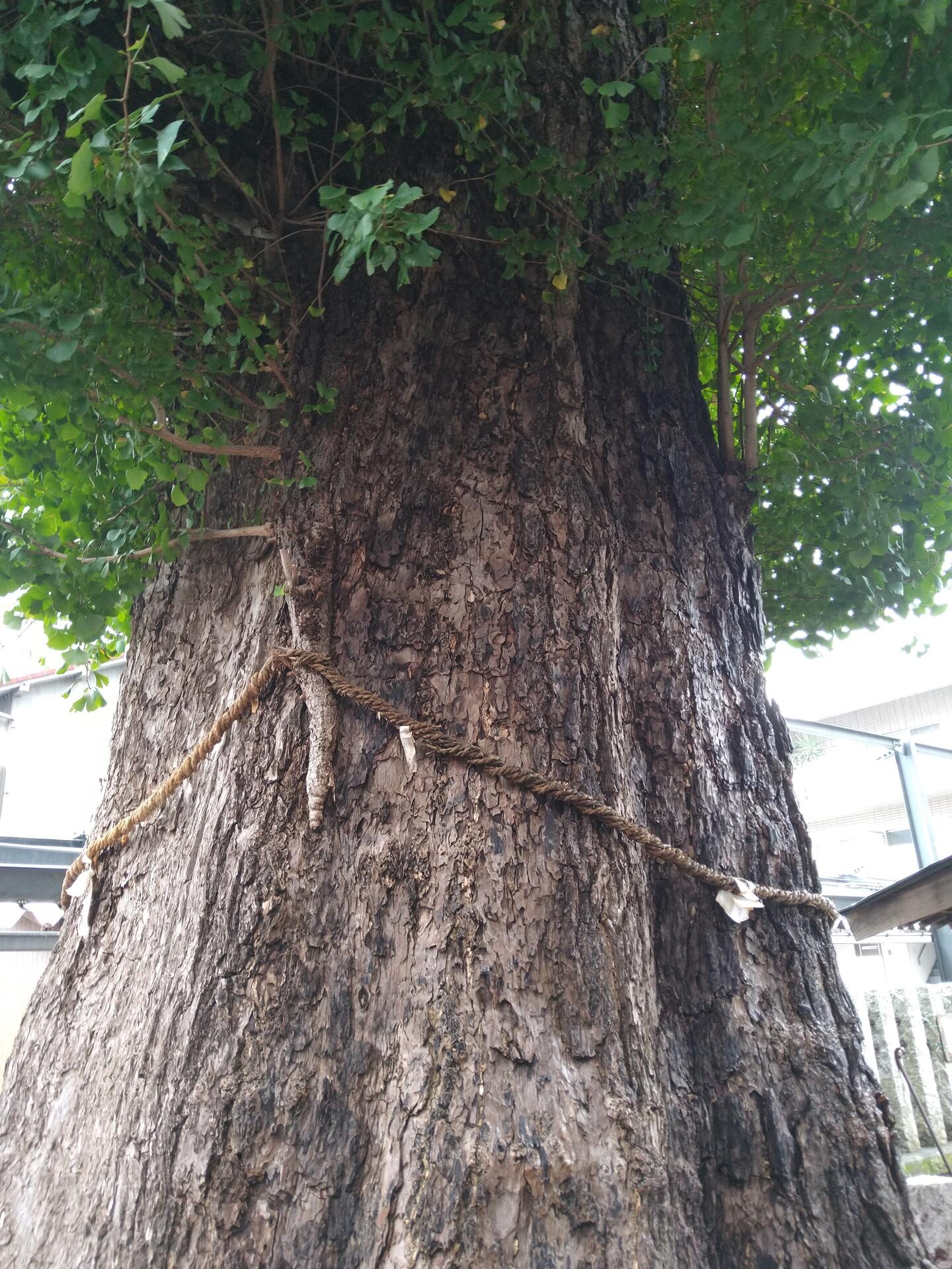 出世稲荷神社(埼玉県川越市)