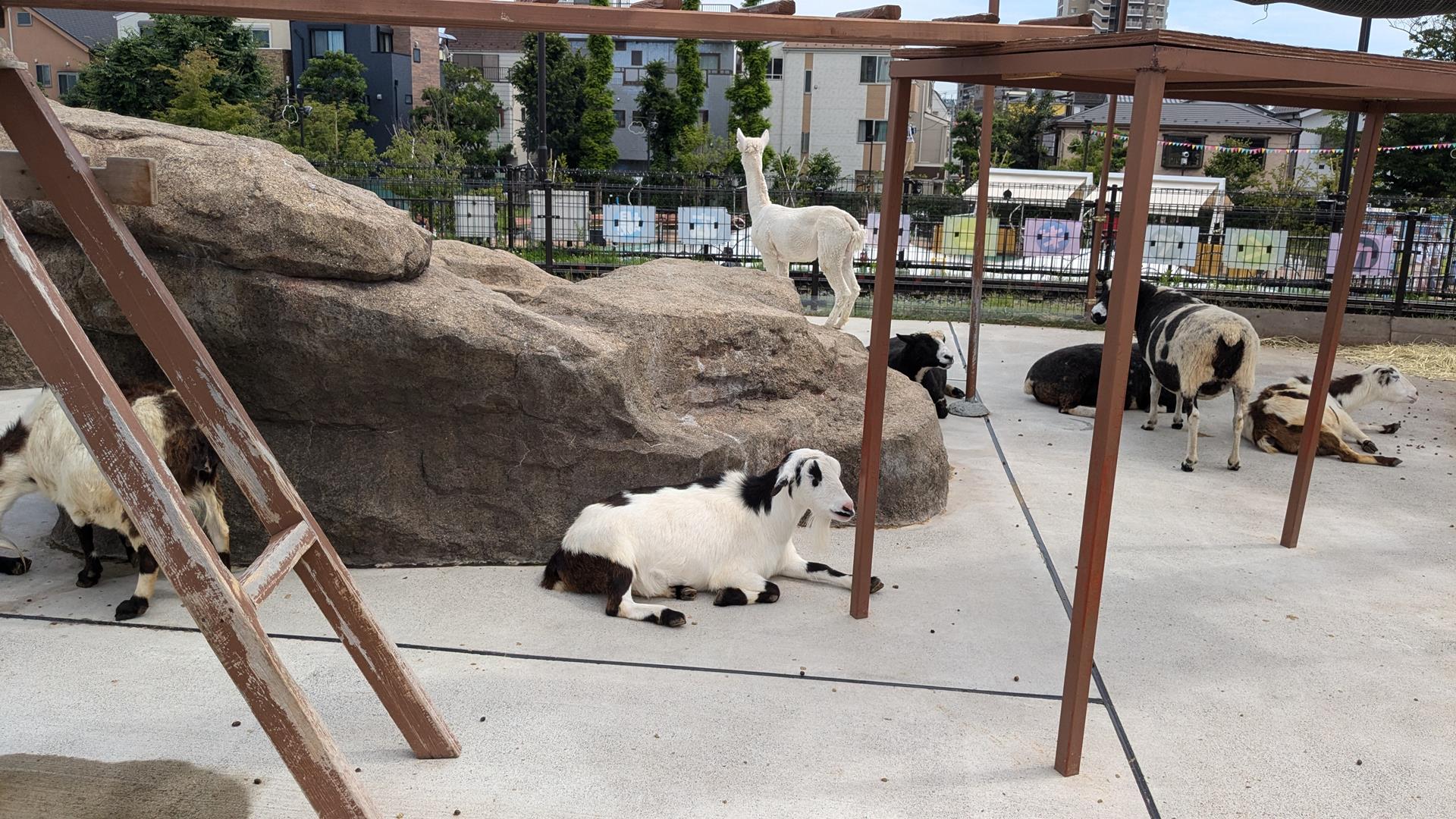 このためだけに入園してもいい!あらかわ遊園「どうぶつ広場」の魅力