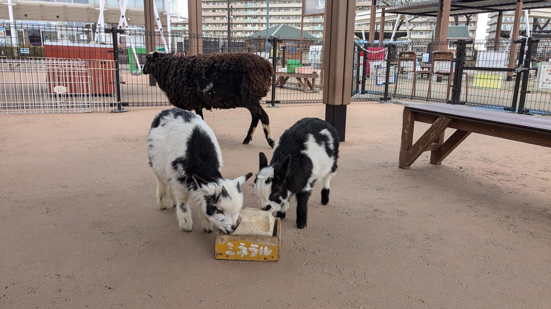 このためだけに入園してもいい!あらかわ遊園「どうぶつ広場」の魅力