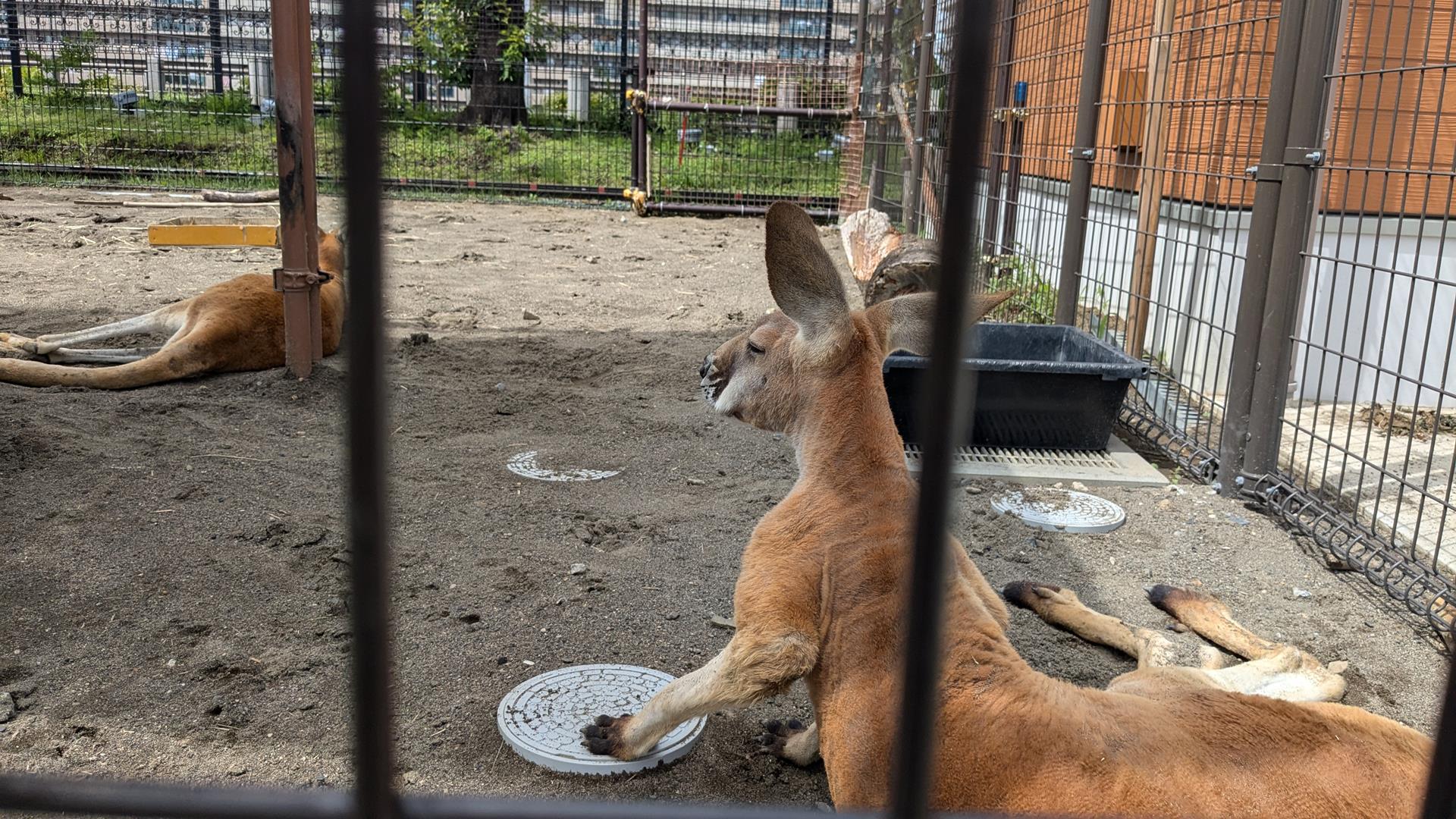 このためだけに入園してもいい!あらかわ遊園「どうぶつ広場」の魅力