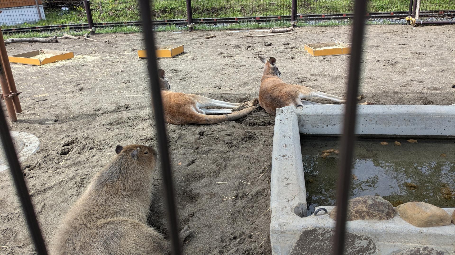 このためだけに入園してもいい!あらかわ遊園「どうぶつ広場」の魅力