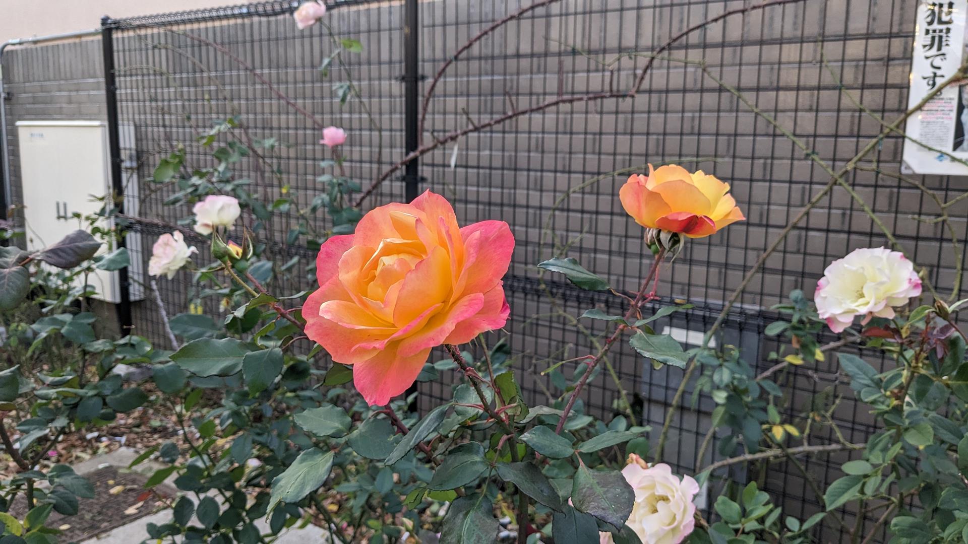 12月でも咲いていた!あらかわ遊園と宮前公園の秋バラを鑑賞