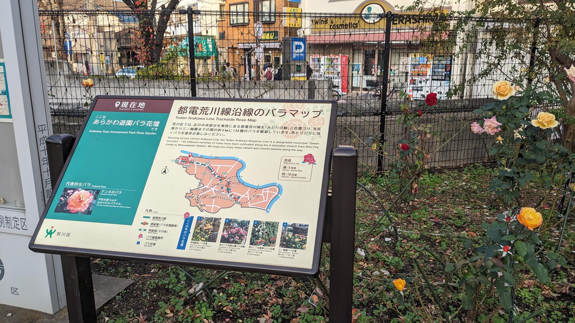 12月でも咲いていた!あらかわ遊園と宮前公園の秋バラを鑑賞