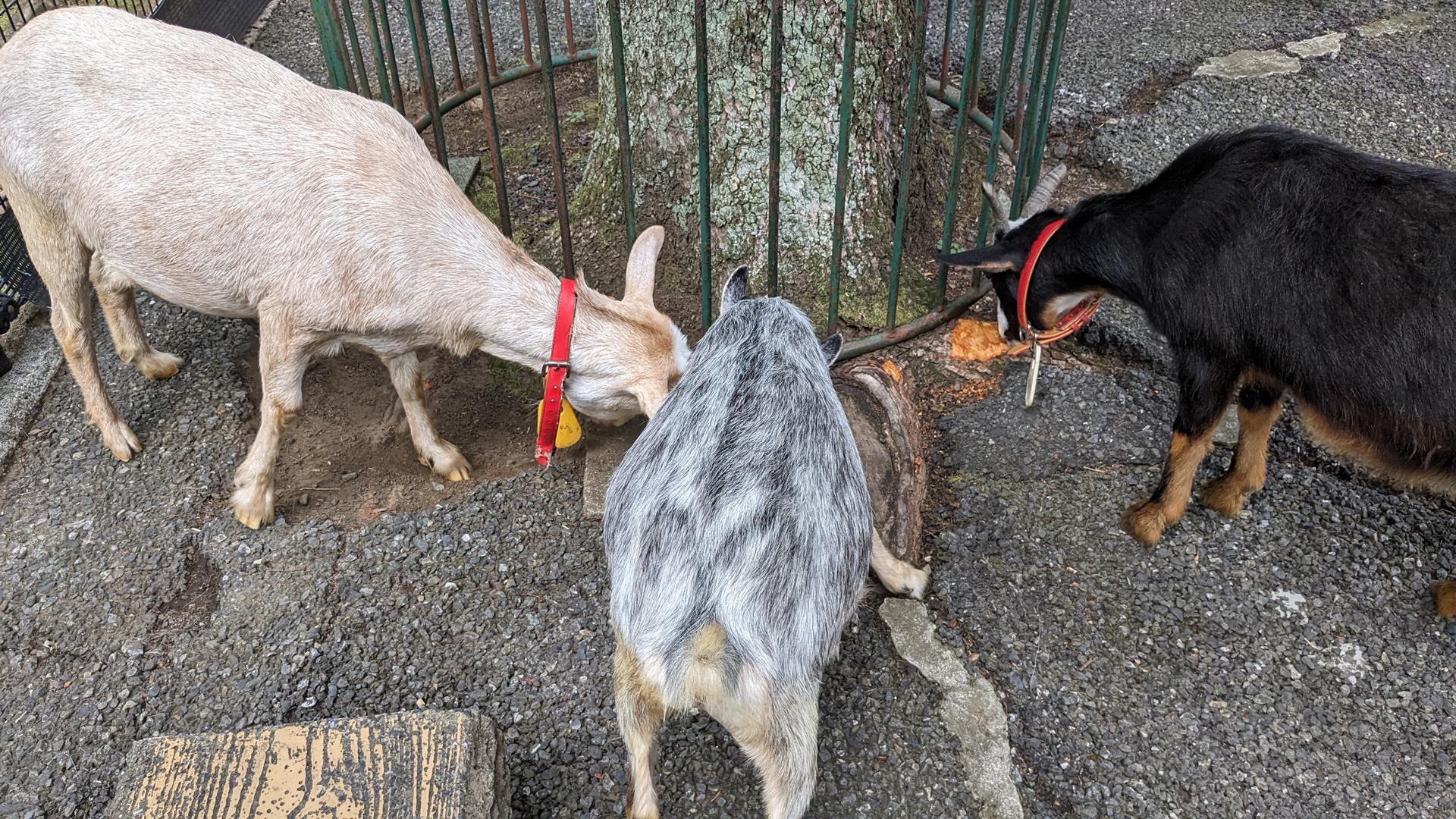 こども動物園 高島平分園