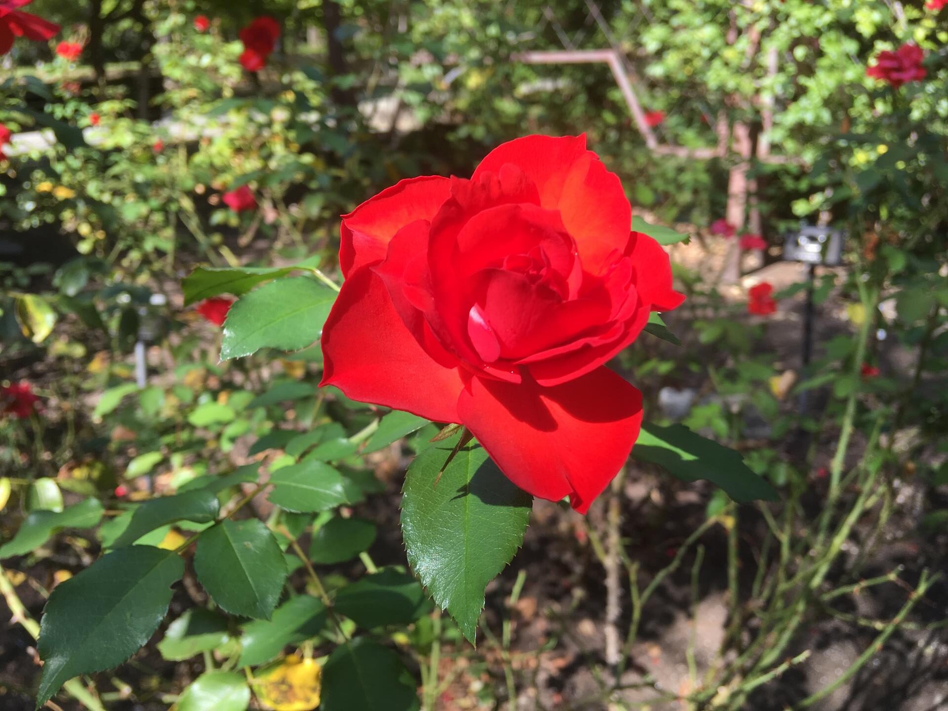 弘前城植物園