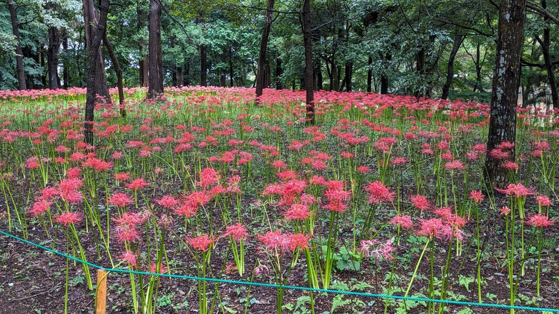 見頃を迎えた村上緑地公園の彼岸花を見に行った