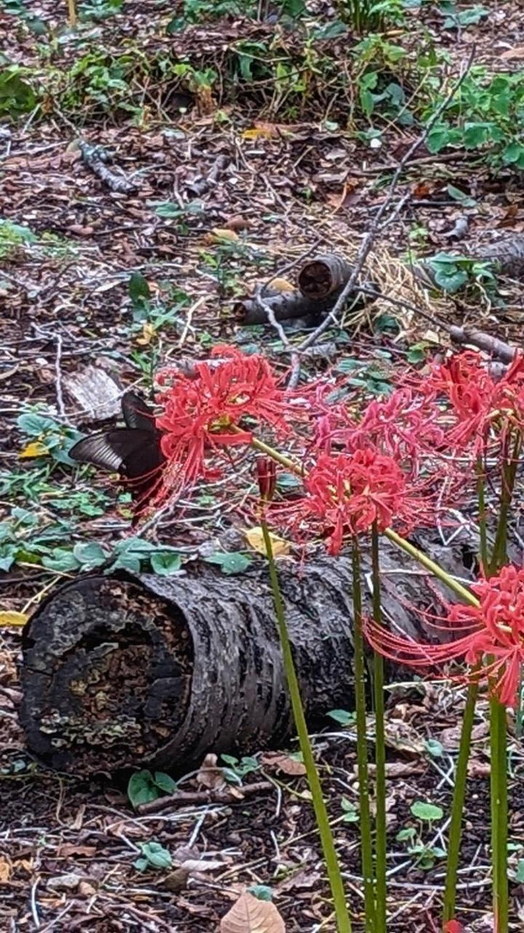 見頃を迎えた村上緑地公園の彼岸花を見に行った