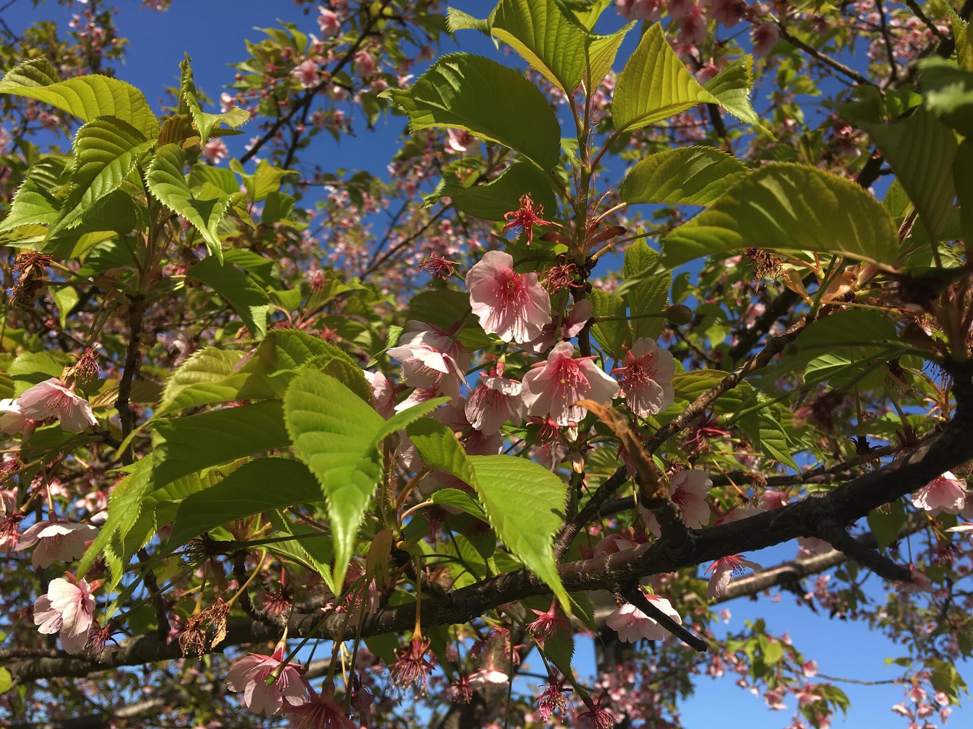 西ヶ原みんなの公園の河津桜を見に行った。残念ながら葉桜に