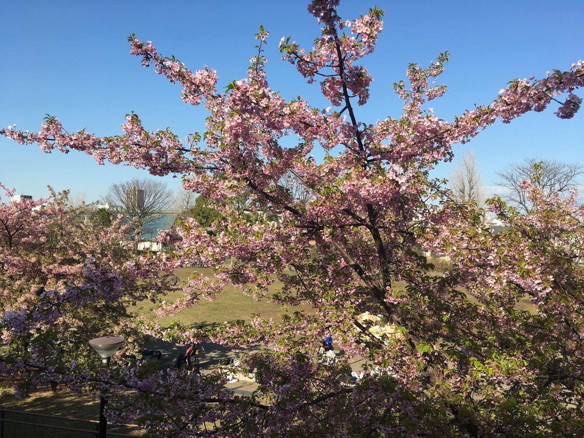 西ヶ原みんなの公園の河津桜を見に行った。残念ながら葉桜に