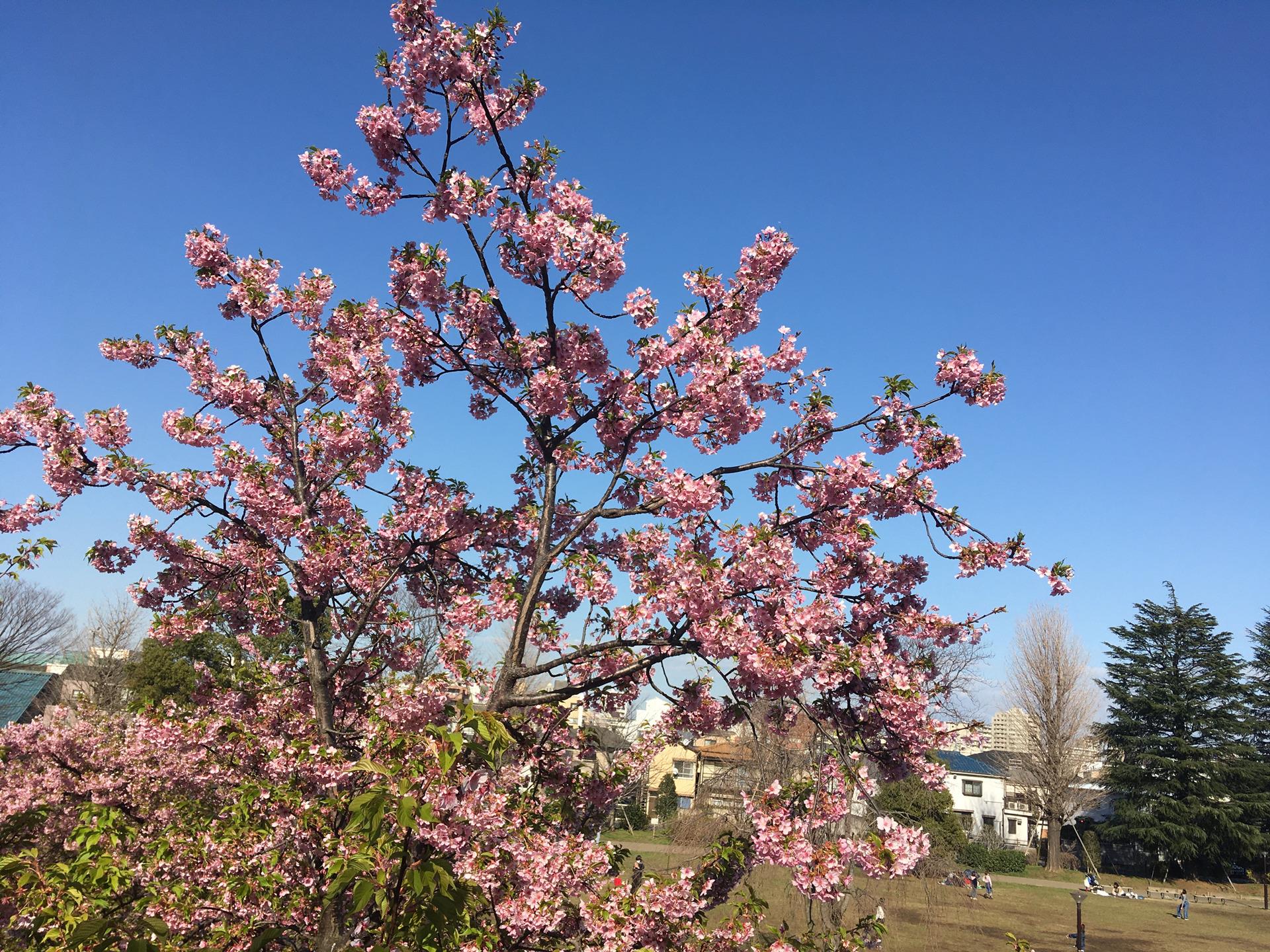 西ヶ原みんなの公園の河津桜を見に行った。残念ながら葉桜に