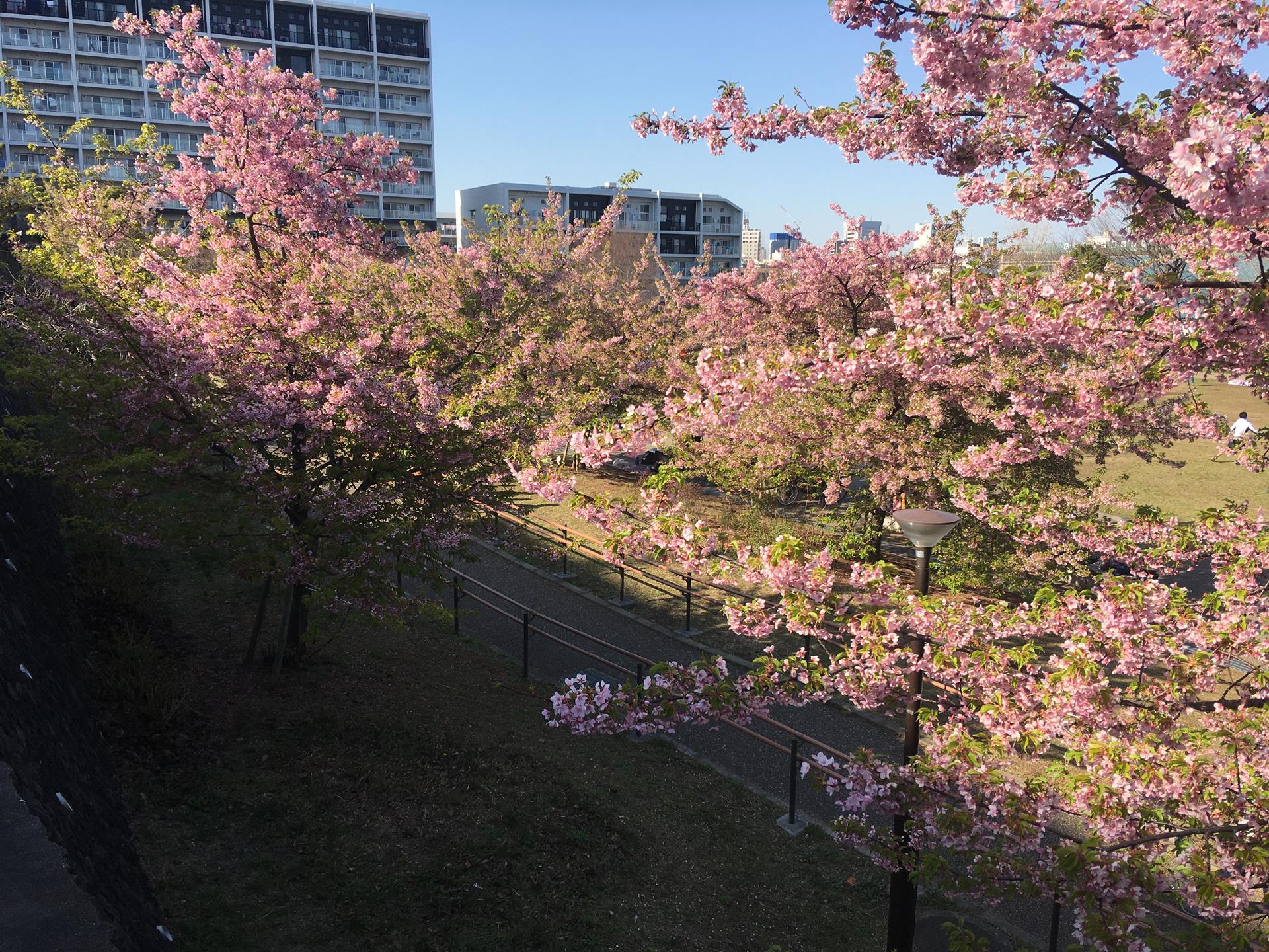 西ヶ原みんなの公園の河津桜を見に行った。残念ながら葉桜に