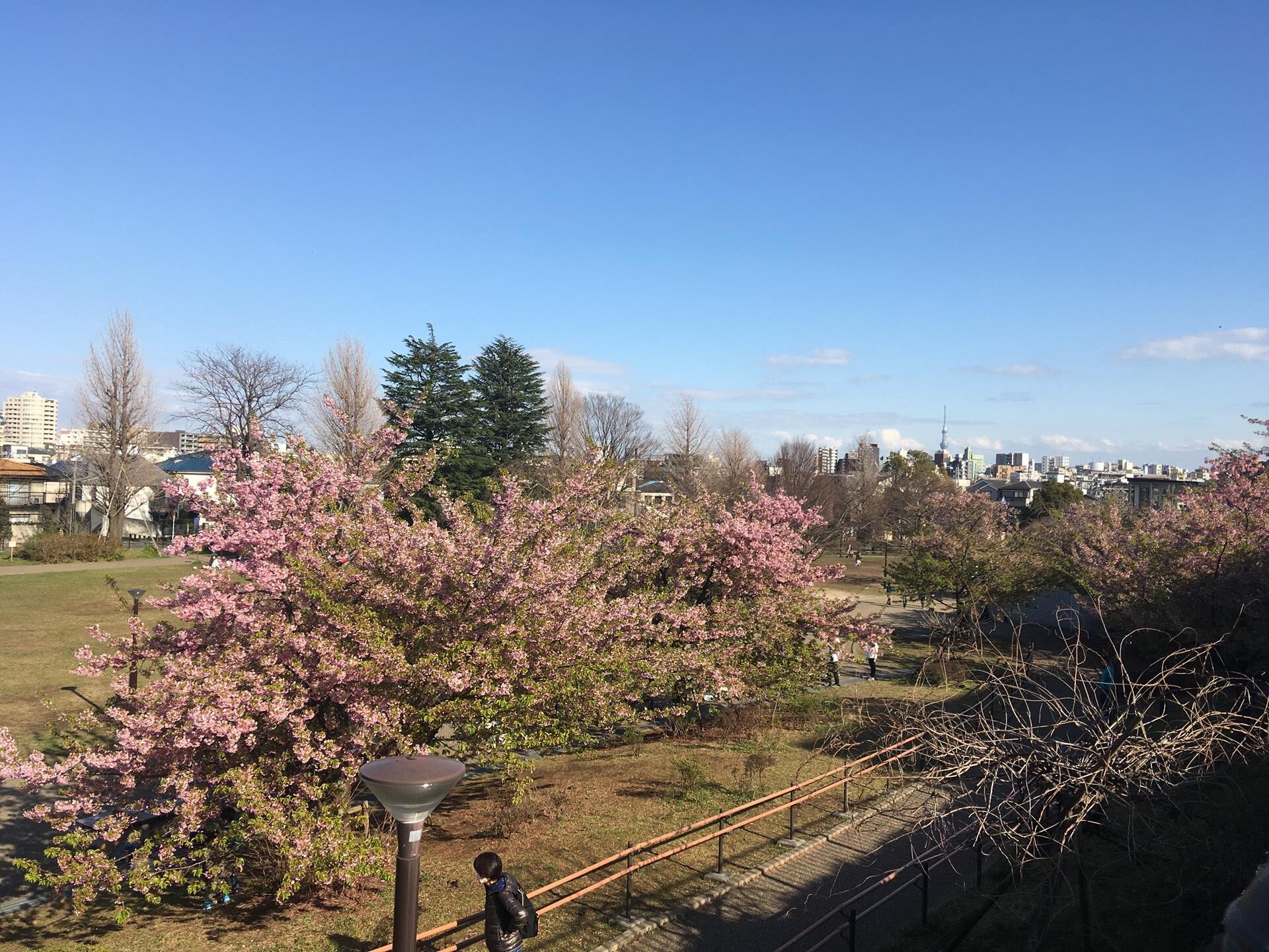 西ヶ原みんなの公園の河津桜を見に行った。残念ながら葉桜に