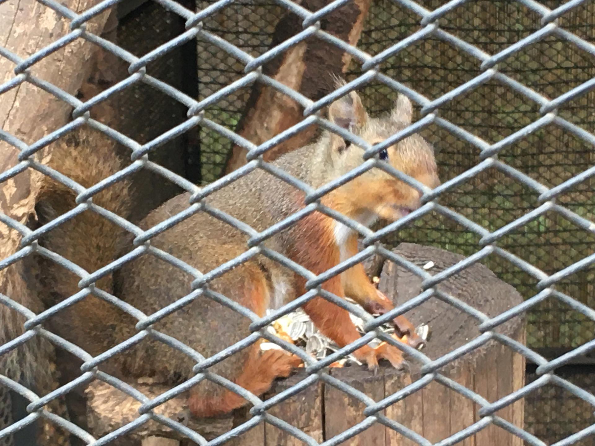 大宮公園小動物園