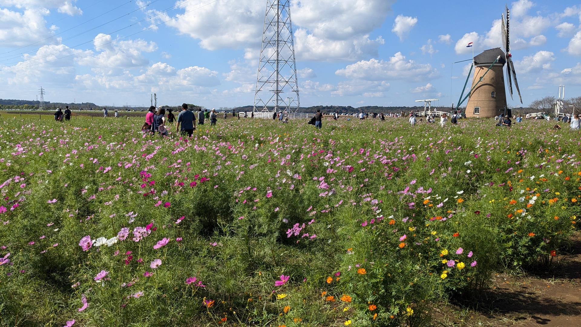 【体験レポ】佐倉ふるさと広場のコスモスフェスタ2024へ行ってきた